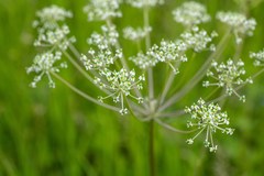 Aulacospermum anomalum