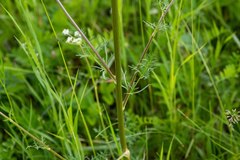 Aulacospermum anomalum