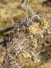 Artemisia jacutica