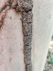 Nasutitermes walkeri