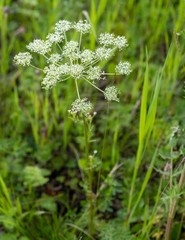 Aulacospermum anomalum