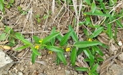 Polygala elongata