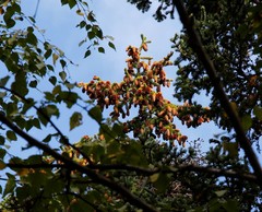 Picea jezoensis jezoensis