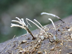 Xylaria bambusicola