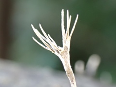 Xylaria bambusicola