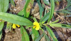 Polygala elongata