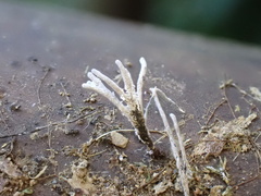 Xylaria bambusicola