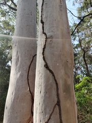 Nasutitermes walkeri