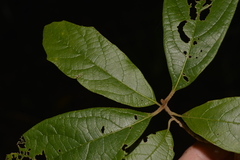 Gmelina leichhardtii