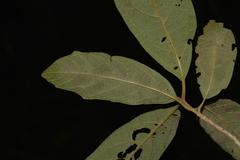 Gmelina leichhardtii