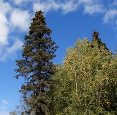 Picea jezoensis jezoensis