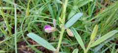 Polygala erioptera