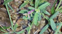 Polygala erioptera
