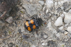 Nicrophorus interruptus