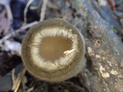 Trichaleurina tenuispora