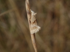 Cochylimorpha straminea