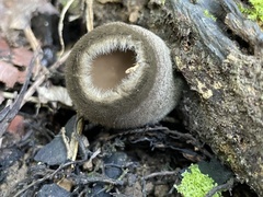 Trichaleurina tenuispora