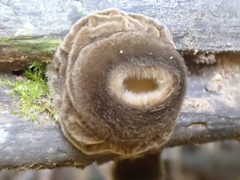Trichaleurina tenuispora