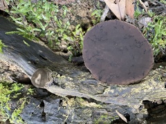 Trichaleurina tenuispora