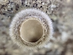Trichaleurina tenuispora