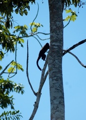 Saguinus fuscicollis