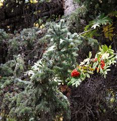 Picea jezoensis jezoensis