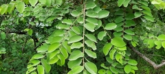 Grewia orbiculata