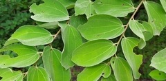 Grewia orbiculata