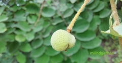 Grewia orbiculata