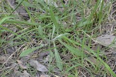 Senecio prenanthoides