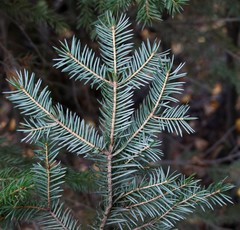 Picea jezoensis jezoensis