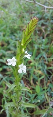Striga densiflora