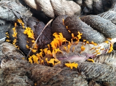 Dacrymyces spathularia