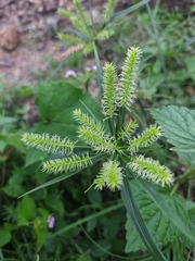 Cyperus cyperoides