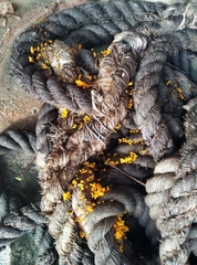 Dacrymyces spathularia