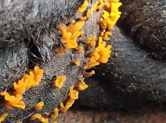 Dacrymyces spathularia