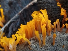 Dacrymyces spathularia