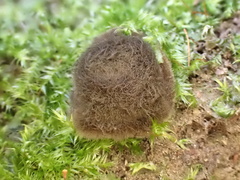 Kumanasamuha sundara