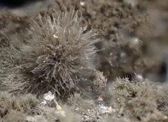 Kumanasamuha sundara