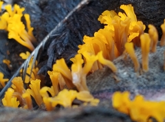 Dacrymyces spathularia