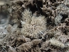 Kumanasamuha sundara