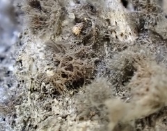 Kumanasamuha sundara