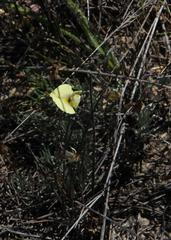 Lotononis dissitinodis