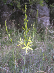 Asphodeline liburnica