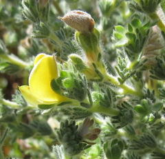 Aspalathus cymbiformis