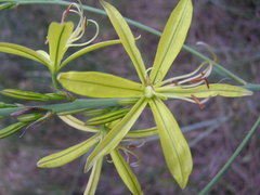 Asphodeline liburnica