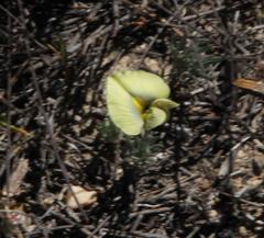 Lotononis dissitinodis