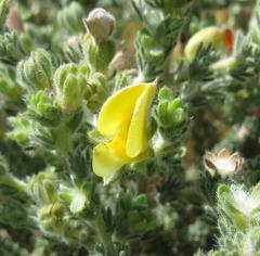 Aspalathus cymbiformis