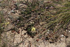 Lotononis dissitinodis