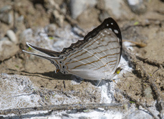 Marpesia merops